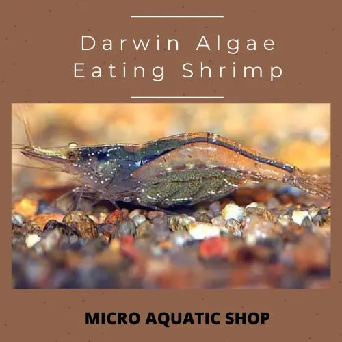 Darwin Algae Eating Shrimp