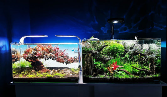 Transform Your Aquarium with These 6 Mesmerizing Aquascaping Ideas –  Diapteron Shop
