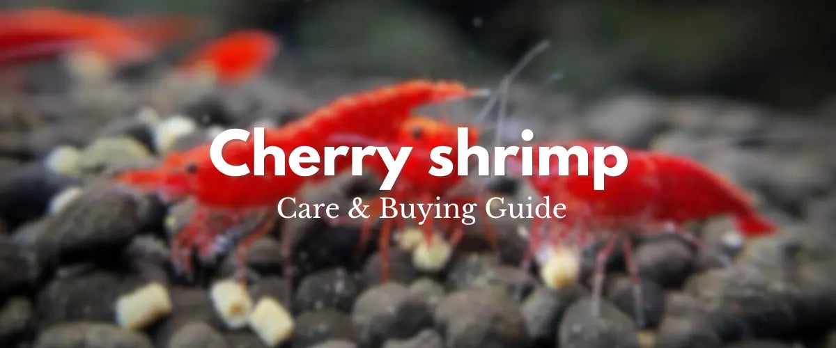 Cherry Shrimp Care & Buying Guide | Red Cherry Shrimp at Micro Aquatic Shop