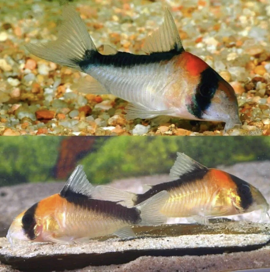 Care Guide For Cory Catfish And The Aquarium Store Online Selling Them.