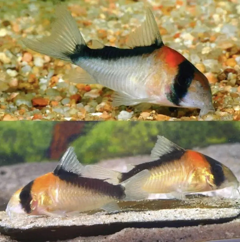 Care Guide For Cory Catfish And The Aquarium Store Online Selling Them.