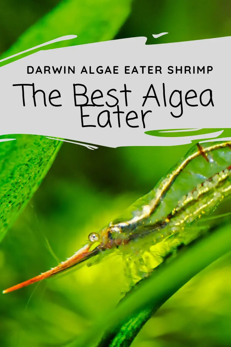 Darwin algae eater shrimp (Cardina sp NTnilotica) care guide