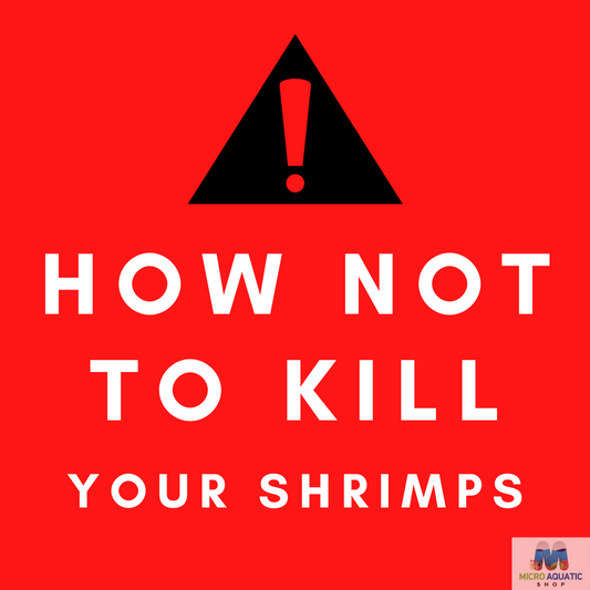 How Not to Kill My Shrimps