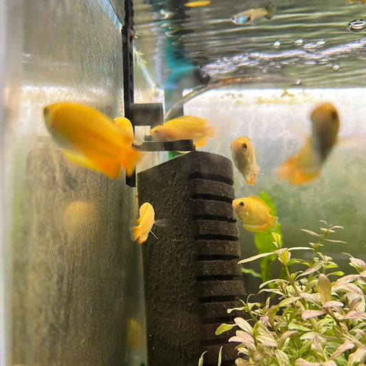 The Complete Guide to Dwarf Gourami Breeding.