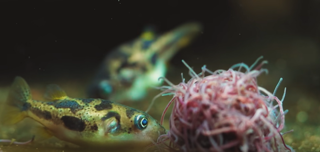 Dwarf puffer shops fish and shrimp