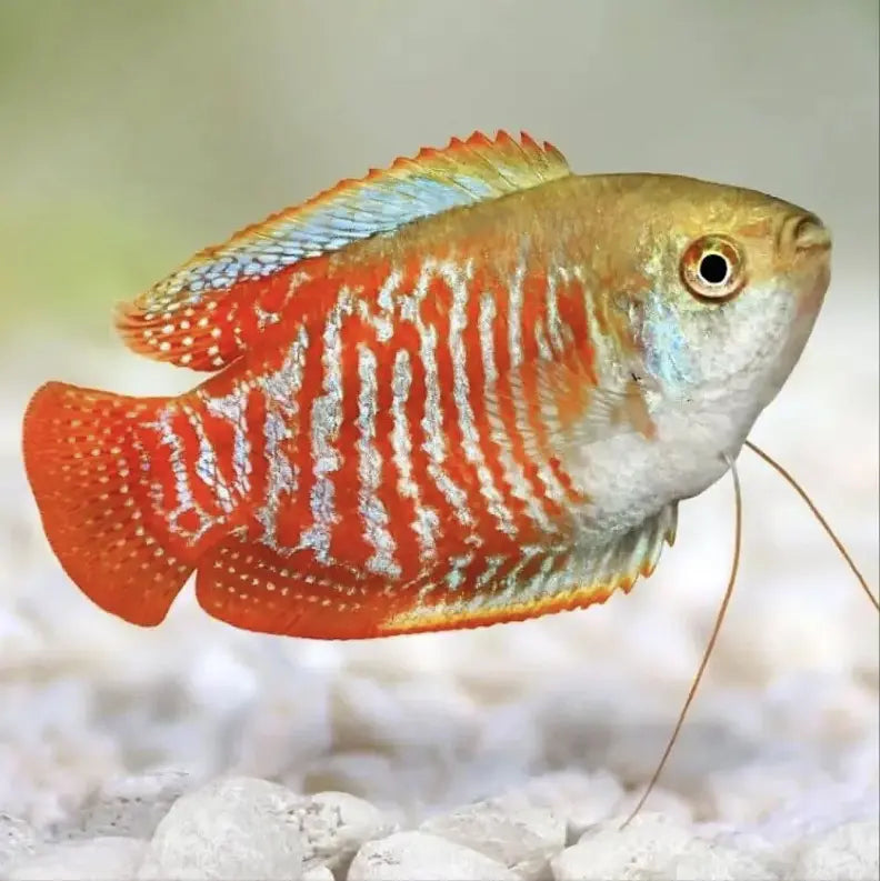 Top List A Must-Visit Tropical Fish Store For Beginners. - Micro ...