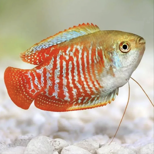 Top List A Must-Visit Tropical Fish Store For Beginners.