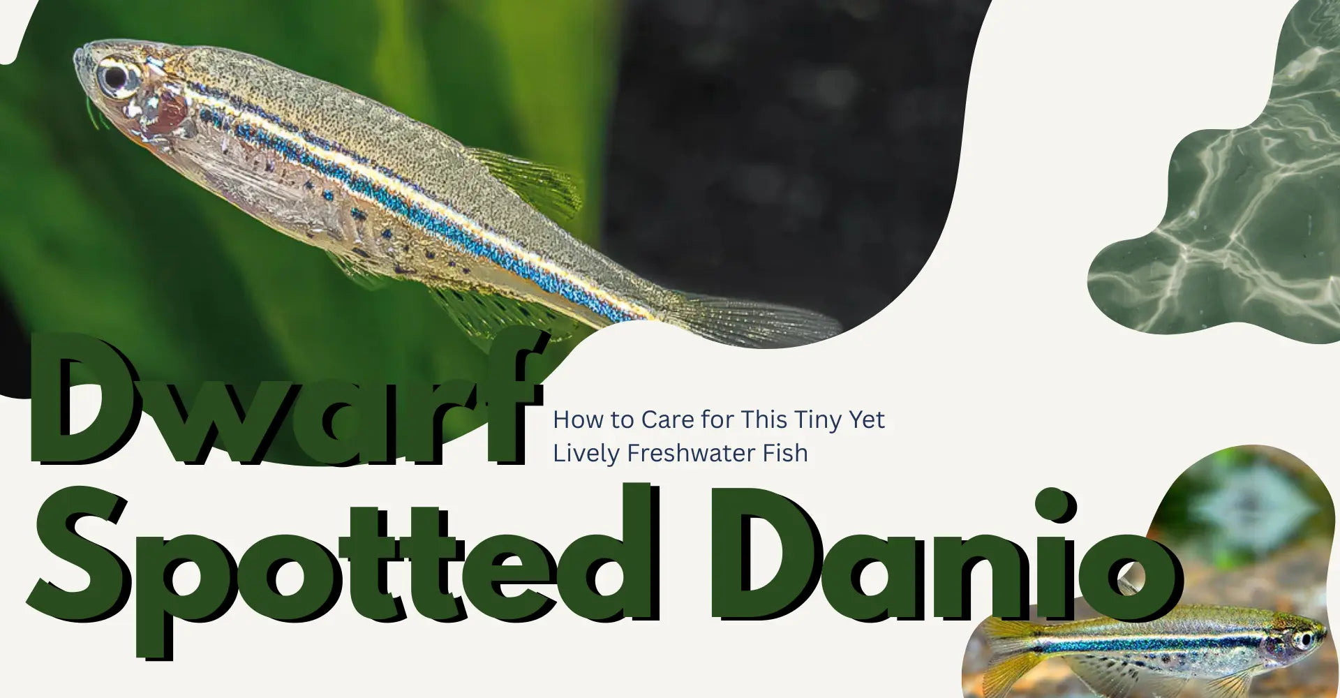 Dwarf Spotted Danio – How to Care for This Tiny Yet Lively Freshwater Fish