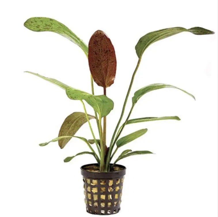 Live Plants & Aquariums: 14 Useful Tips for Beginners.