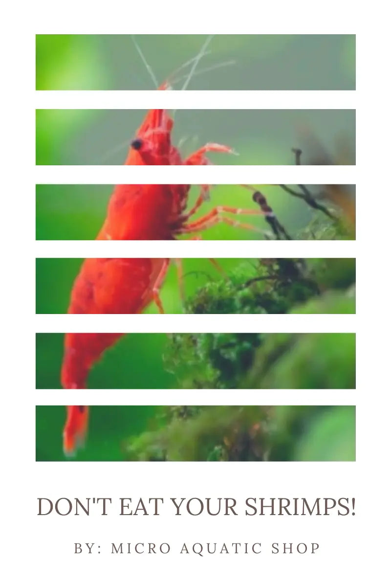 DON'T EAT YOUR SHRIMPS!