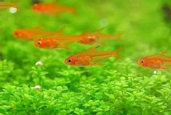 Tetra Fish for Sale at Melbourne Fish Store.