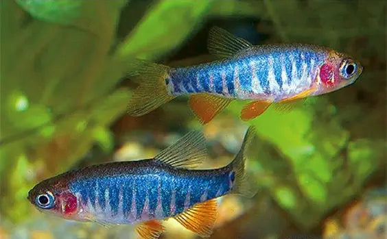 Rasboras For Sale At Aquarium Stores Melbourne.