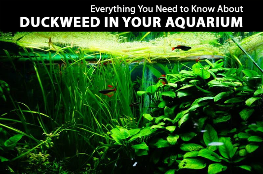 Everything You Need to Know About Duckweed in Your Aquarium