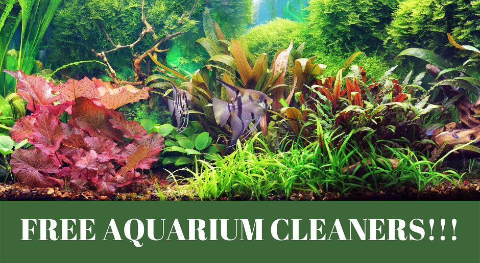 6 ways to have free aquarium cleaners!