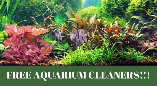6 ways to have free aquarium cleaners!