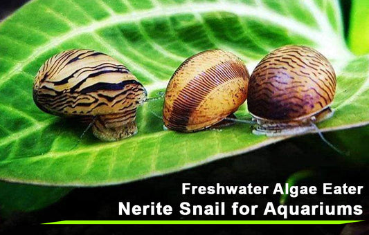 Freshwater Algae Eater Nerite Snail for Aquariums