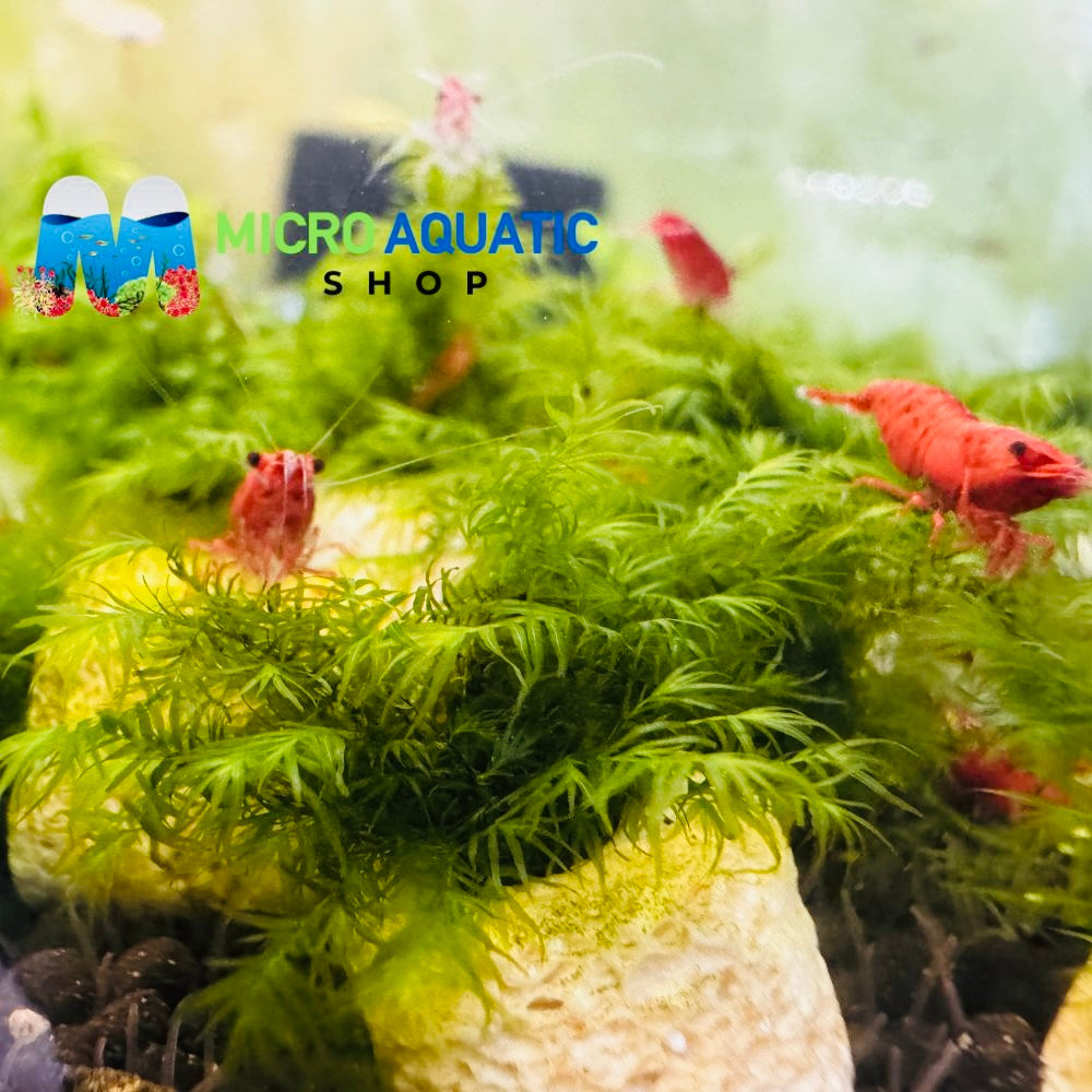 Phoenix moss Fissidens fontanus growing in feathery green clumps
