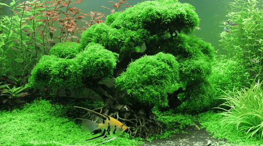 Get Started With Aquascaping - Aquascaping For Beginners