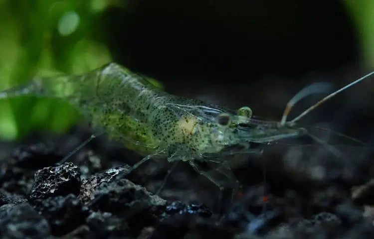 How to Identify and Treat Sick Ghost Shrimp - Complete Guide for Aquarists in Australia
