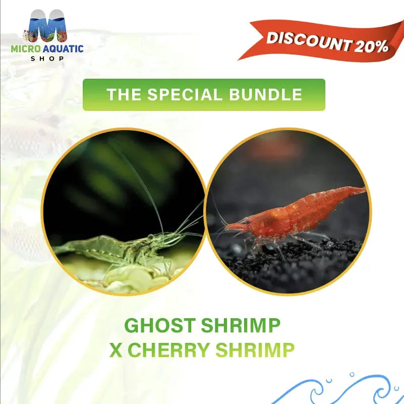 Pet Fish Store Near Me: The Online Shop To Buy Freshwater Shrimp.