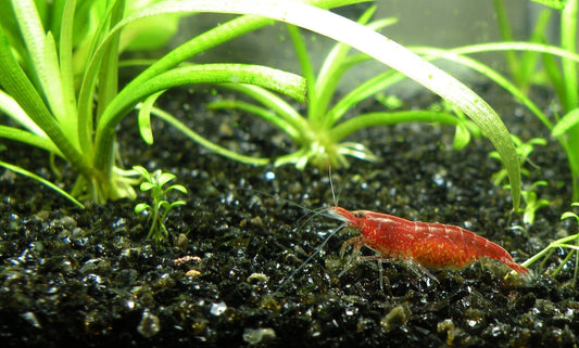 Guide: How to Breed Freshwater Shrimp