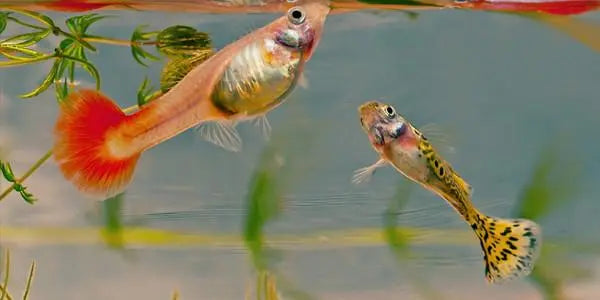 Reasons why guppies are the perfect pet