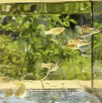 Care Guide for Endler’s Livebearers -  Living, Housing, Tank Setup, Food, and Breeding