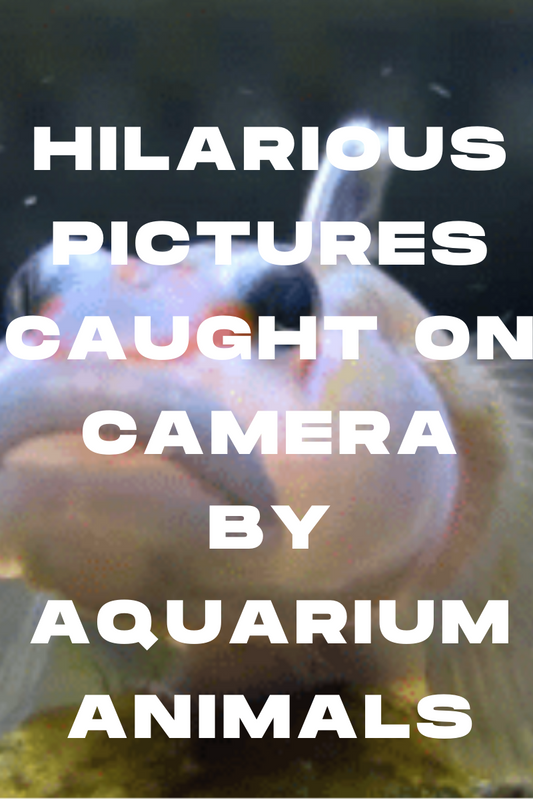 Hilarious Pictures Caught On Camera By Aquarium Animals
