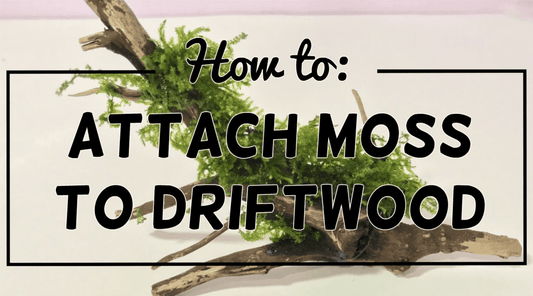 How To Attach Moss To Your Aquarium Driftwood