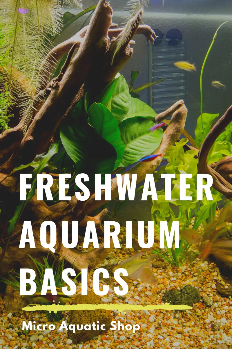 Freshwater Aquarium Basics - Micro Aquatic Shop