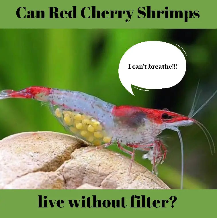 Life without oxygen: Shrimp edition