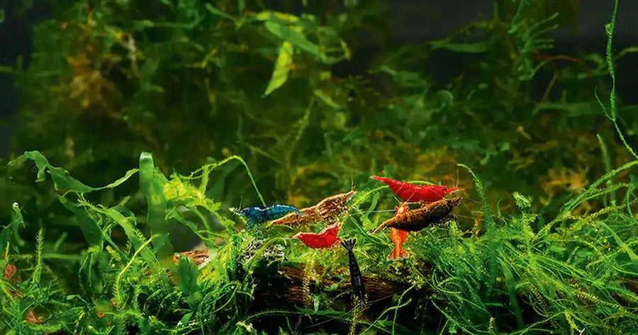 Mix Cherry Shrimp: Fish Compatibility & Care Tips