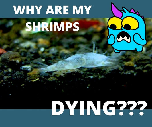 Why are my shrimps dying!?