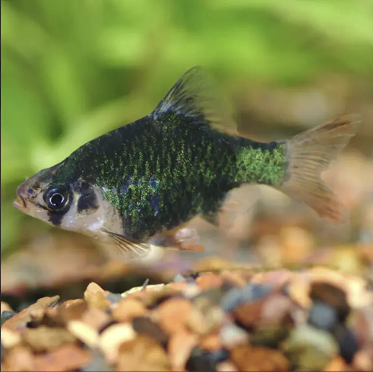 7+ TIPS TO CREATE A MINI FRESHWATER IN-HOUSE FOR NEWBIES.