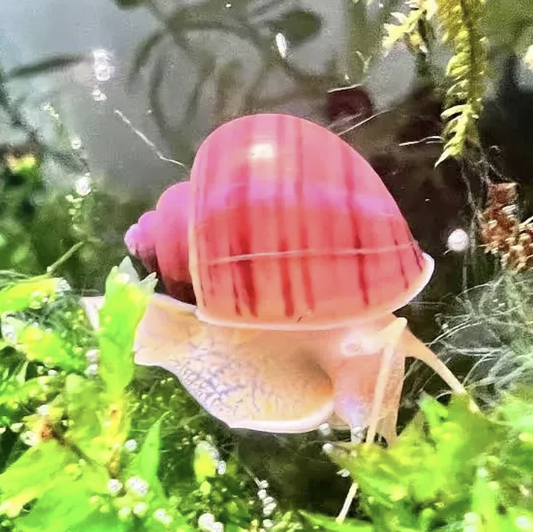 Freshwater Aquatic Snails Care For Beginners.