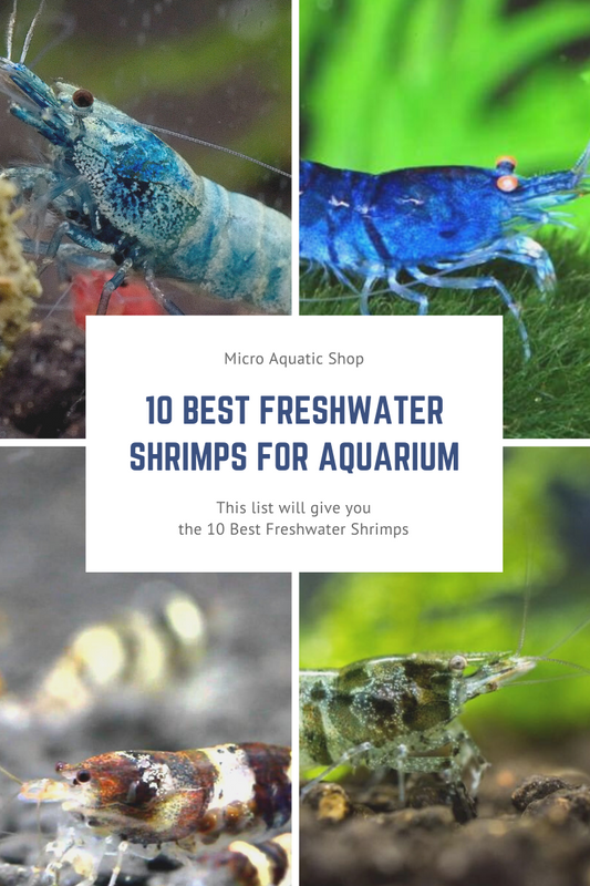10 Best Freshwater Shrimps for Aquarium