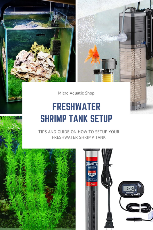 How to Set Up a Freshwater Shrimp Tank