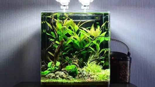 mini desktop aquarium setup