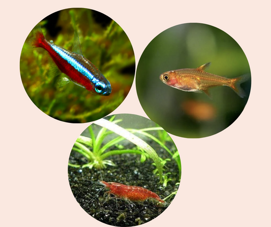 Are you looking for shrimp-compatible fish for your aquarium tank?