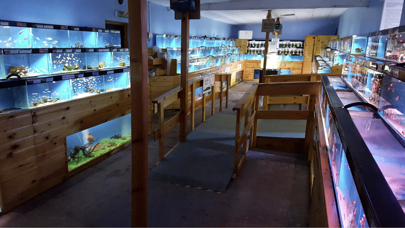 Online Fish Stores in Sydney For Newbies-From Tetra to Cory Catfish.