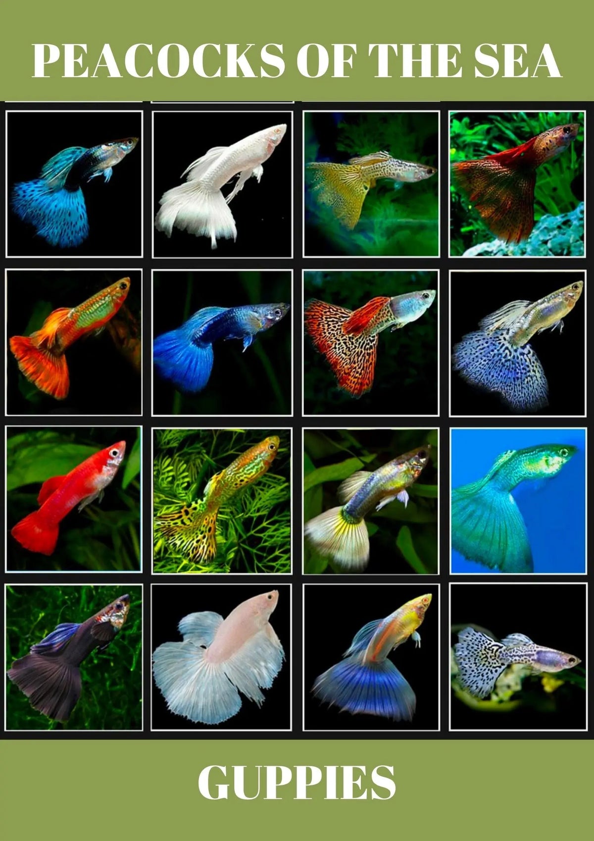 Peacocks of the sea!