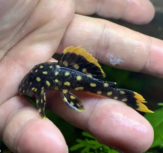Moss's enemies and "Angels" clean up the Aquarium