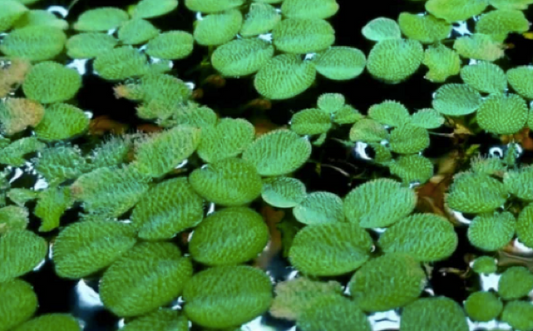 The Advantages of Growing Aquarium Pond Plants