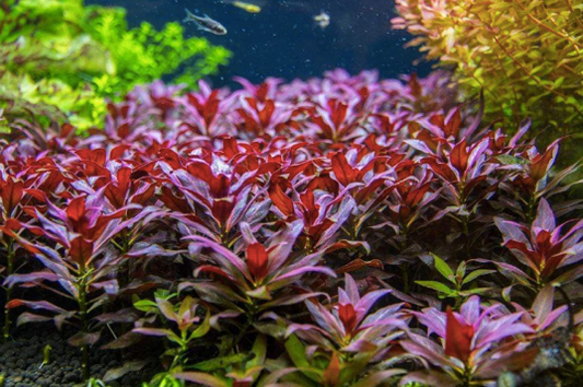 Growing water plants will provide green color to your aquarium?
