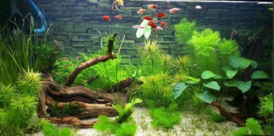 Fish tank plants provide living space and improve fish health