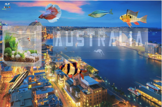 A beginner's guide to selecting an online fish store in Australia