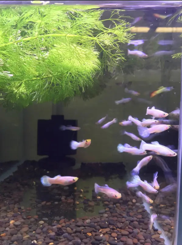 Guppy For Sale Suitable For Beginners At The Online Aquarium Shop.