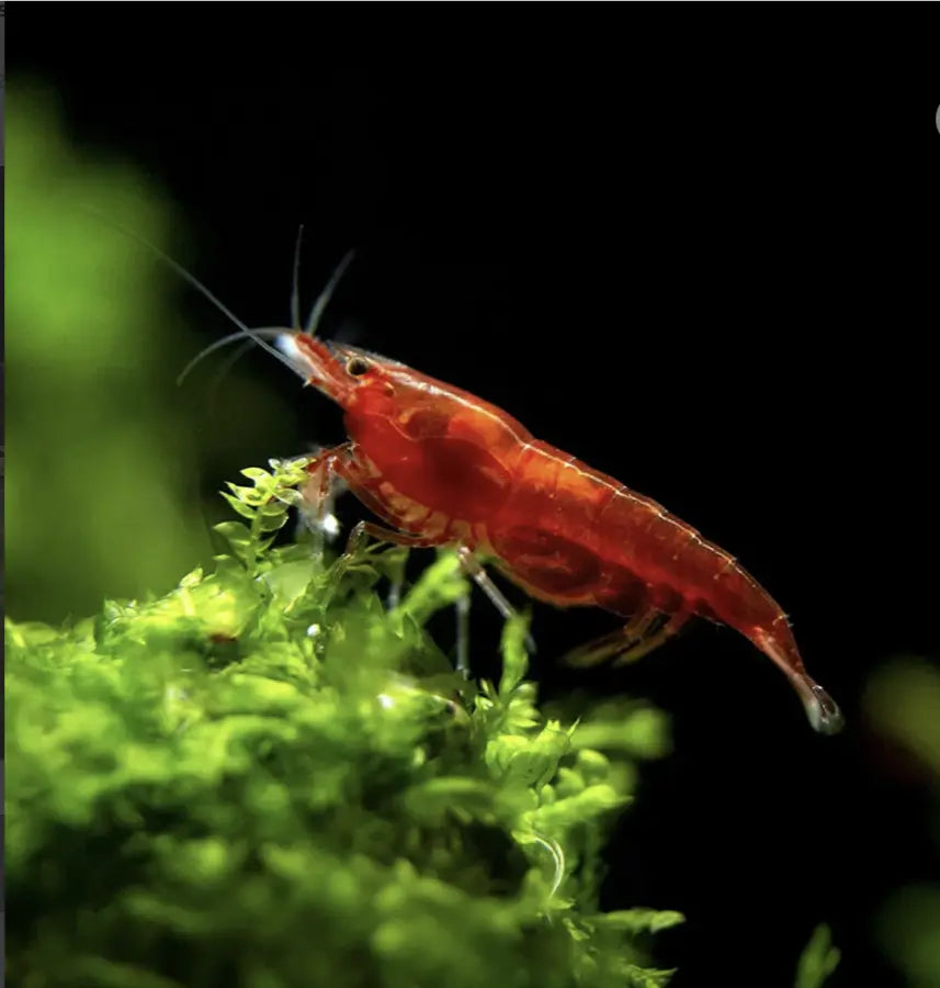 Care Guide for Cherry Shrimp — Tank Setup, Food, and Breeding