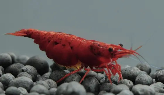 Top 12 Tank Mates to Keep With Cherry Shrimp