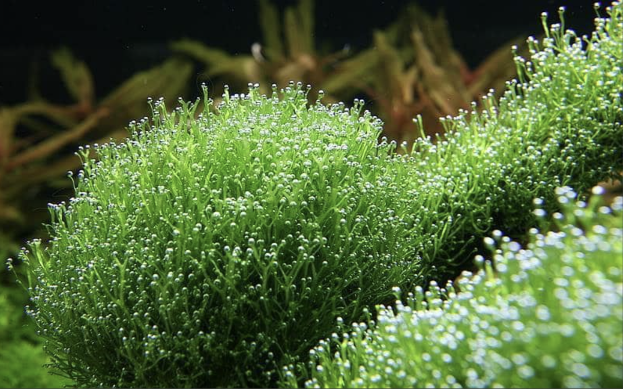 6 Different Types of Moss to Keep In The Tank.